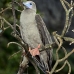 booby_redfooted_ci_v_0145_cos1408.jpg